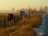 Zonsondergang Soerendonks goor